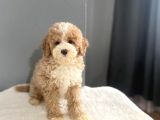 Mi̇ni̇ Labradoodle Muhteşem Renk Dağilimi