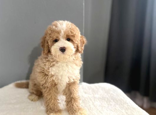 Mi̇ni̇ Labradoodle Muhteşem Renk Dağilimi görsel
