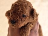 Mini Boy Toy Poodle  Sağlıklı  Irk Garantili