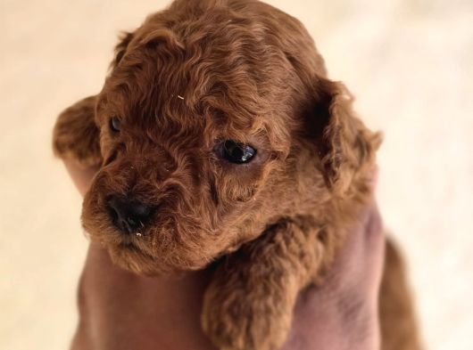 Mini Boy Toy Poodle  Sağlıklı  Irk Garantili görsel