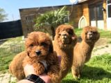 Profesyonel Üretim Çiftliğinden Maltipoo Bebekler
