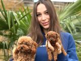 Irkının En Sevimlisi Toy Poodle Bebekler