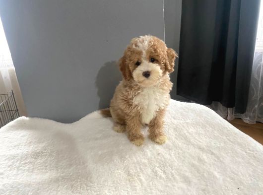 Mi̇ni̇ Labradoodle Muhteşem Renk Dağilimi görsel
