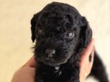 Jet Black Toy Poodle minicik bebişler