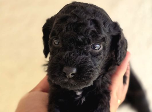 Jet Black Toy Poodle minicik bebişler