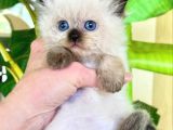 Deniz Gözlü Bluepoint British Shorthair Yavrumuz