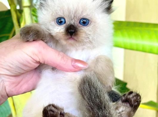 Deniz Gözlü BluePoint British Shorthair yavrumuz