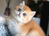 Nadir Safkan Irk Golden British Shorthair