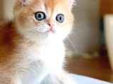 Nadir Safkan Irk Golden British Shorthair