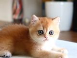 Nadir Safkan Irk Golden British Shorthair