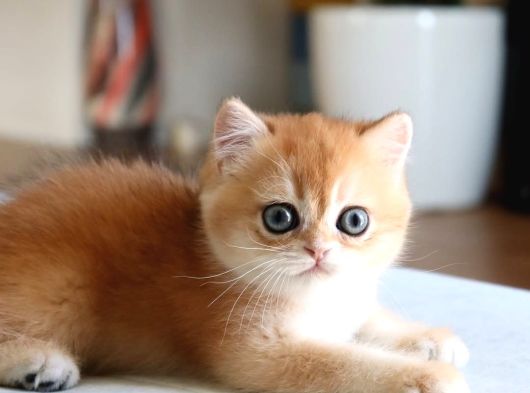 Nadir Safkan Irk Golden British Shorthair görsel