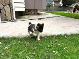 Amerikan Akita Yavrular