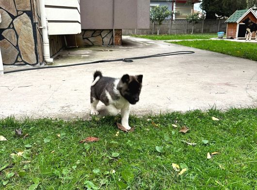 Amerikan Akita Yavrular görsel