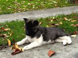Amerikan akita yavrular