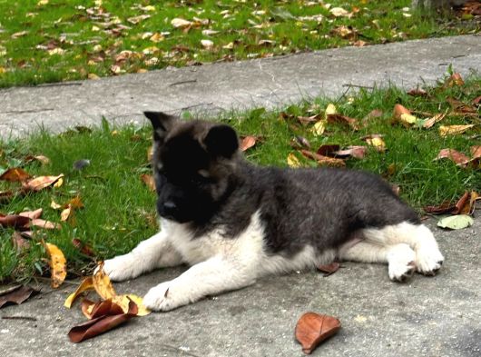 Amerikan Akita Yavrular
