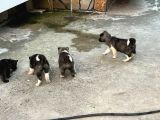 Amerikan Akita Yavrular