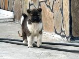 Amerikan Akita Yavrular