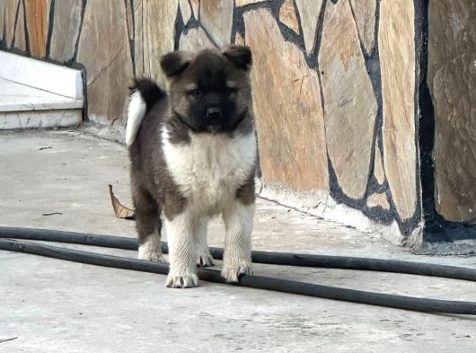 Amerikan Akita Yavrular görsel