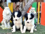 Border Collie Yavrular