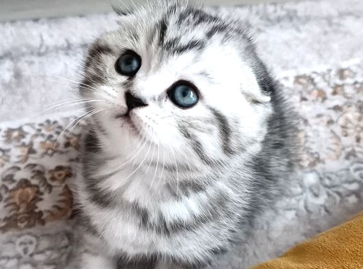 Teslıme Hazır Son Yavru Dişi Oyuncu görsel