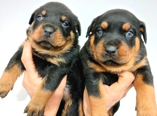 Macar Rottweiler Yavruları Mama Ve Malzeme Kampanyalı görsel