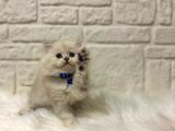 British Longhair Bluepoint Erkek 2 Aylık Maviş Gözlü