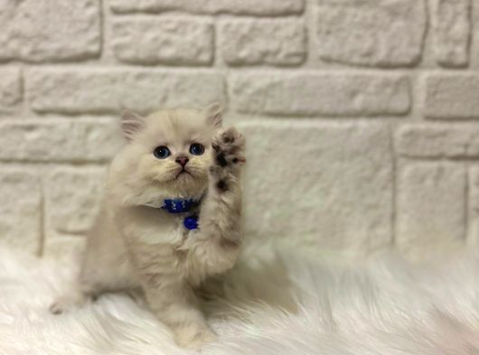 British Longhair Bluepoint Erkek 2 Aylık Maviş Gözlü görsel