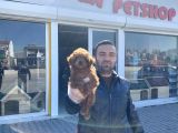 Renk Renk Orji̇nal Toy Poodle Yavrularimiz Güncel Ankara