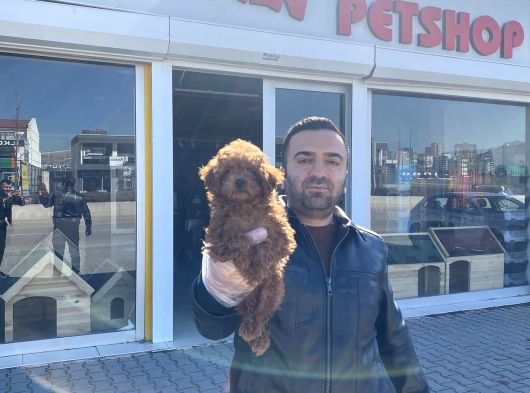 Renk Renk Orji̇nal Toy Poodle Yavrularimiz Güncel Ankara görsel