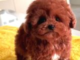 Türkiyenin En Güzel Core Toy Poodle Bebekleri
