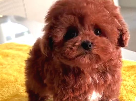 Türkiyenin En Güzel Core Toy Poodle Bebekleri görsel