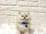 British Longhair Bluepoint Erkek 2 Aylık Maviş Gözlü