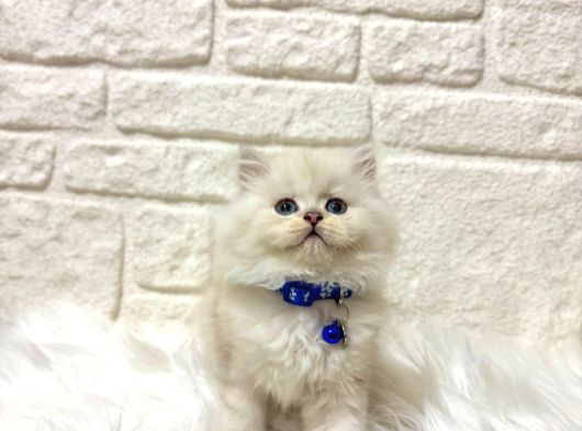 British Longhair Bluepoint Erkek 2 Aylık Maviş Gözlü