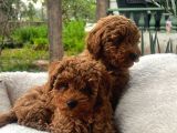 Toy Poodle Yavrularımız
