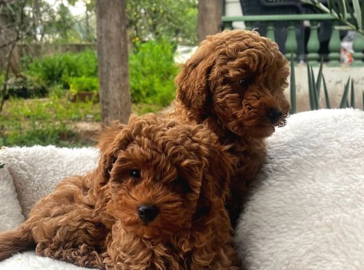 Toy Poodle Yavrularımız