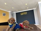 Renk Renk Orji̇nal Toy Poodle Yavrularimiz Güncel Ankara