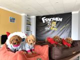 Renk Renk Orji̇nal Toy Poodle Yavrularimiz Güncel Ankara