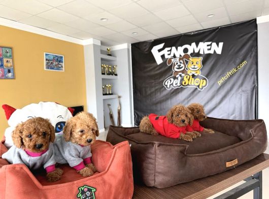 Renk Renk Orji̇nal Toy Poodle Yavrularimiz Güncel Ankara görsel