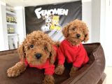 Renk Renk Orji̇nal Toy Poodle Yavrularimiz Güncel Ankara