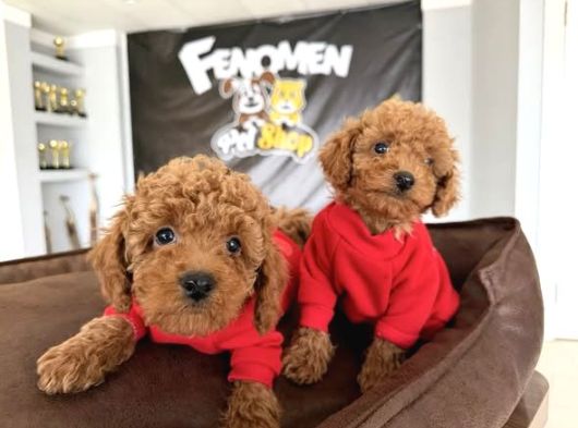 Renk Renk Orji̇nal Toy Poodle Yavrularimiz Güncel Ankara görsel