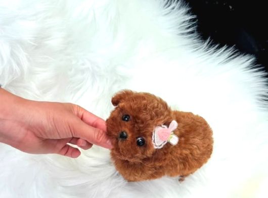 Türkiyenin En Güzel Core Toy Poodle Bebekleri görsel