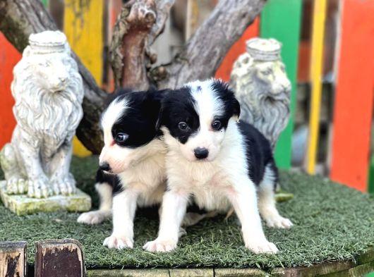 Border Collie Yavrular görsel