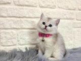 British Shorthair Silver Dişi 2 Aylık