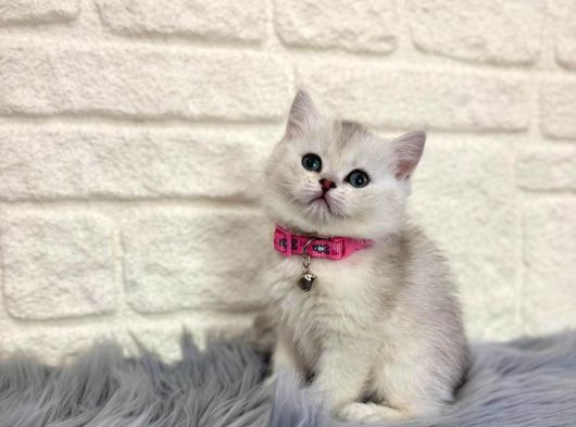 British Shorthair Silver Dişi 2 Aylık görsel