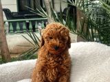 Toy Poodle Yavrularımız