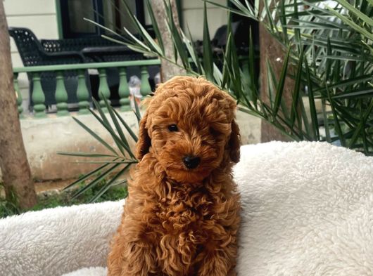 Toy Poodle Yavrularımız görsel