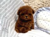 Türkiyenin En Güzel Core Toy Poodle Bebekleri
