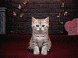 Bri̇tti̇sh Shorthai̇r Sevi̇mli̇ Bebekler
