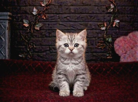 Bri̇tti̇sh Shorthai̇r Sevi̇mli̇ Bebekler görsel