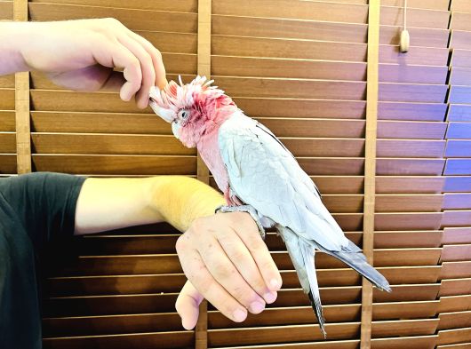 Full Evci̇l Konuşan Gül Kakadu Papağanimiz görsel